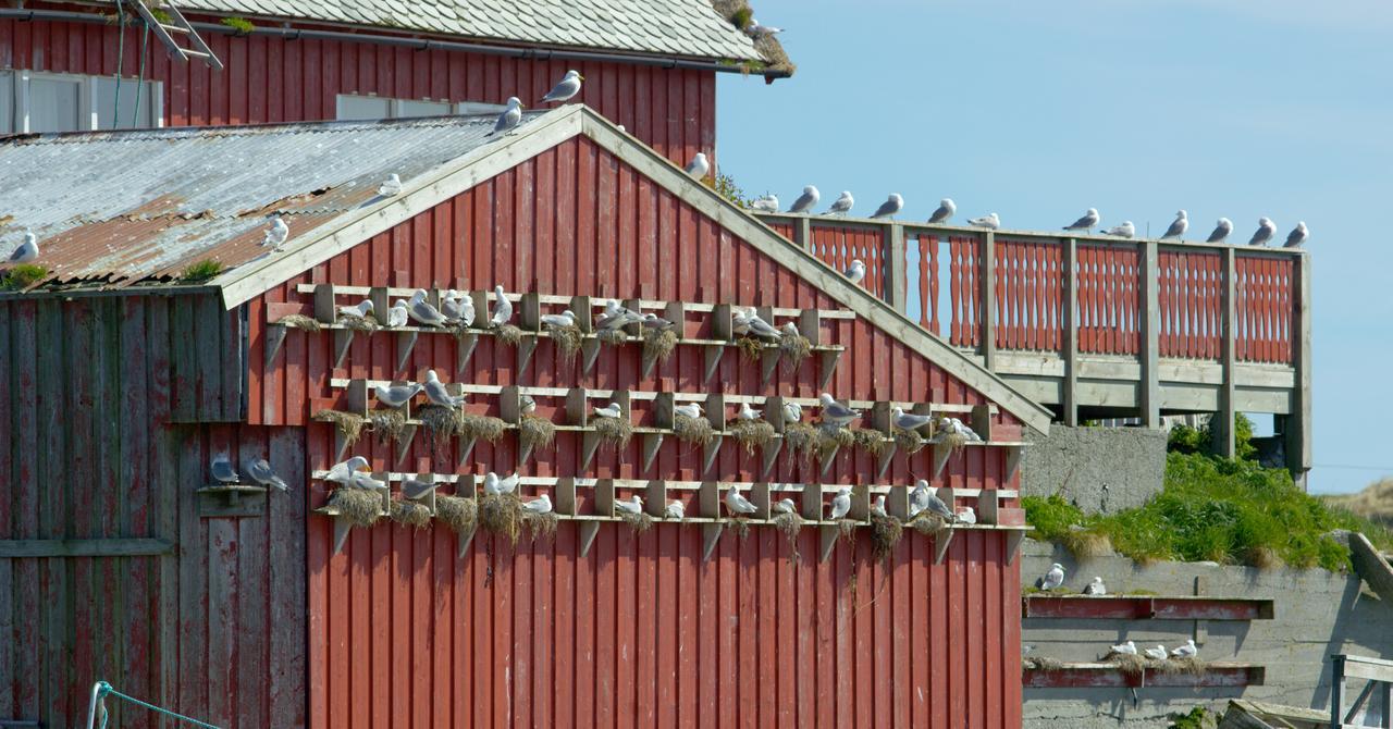 Fiskarheimen Havly, Rost Hotel Buitenkant foto